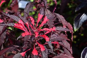 2025-08150131 Tower Hill Botanic Garden, MA